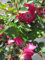 Zwergrose Lupo ® - Rosa Lupo ® - Kordes Rose - ADR Rose