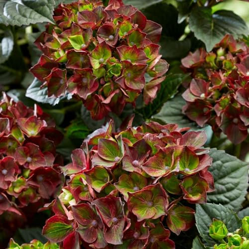 Hydrangea macrophylla 'Roco Black Knight' - Mesmerizing Dark Burgundy Blooms, Hardy Shrub for Patio Pots and Borders – 1x 2 Litre Potted Plant by Thompson & Morgan