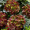Hydrangea macrophylla 'Roco Black Knight' - Mesmerizing Dark Burgundy Blooms, Hardy Shrub for Patio Pots and Borders – 1x 2 Litre Potted Plant by Thompson & Morgan