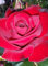 Portal Cool Samen Paket: Log Memory Hybrid Tea Rose h wurzelnackte