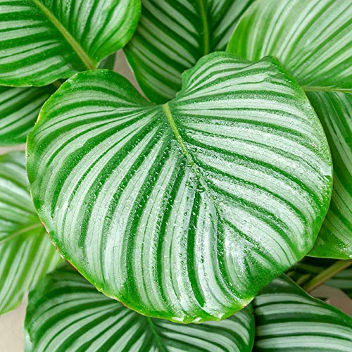 Premium Calathea Orbifolia Korbmarante | 30-40cm Topfpflanze | Zimmerpflanze zu Kaufen Grün