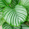 Premium Calathea Orbifolia Korbmarante | 30-40cm Topfpflanze | Zimmerpflanze zu Kaufen Grün