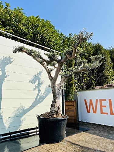 Tropictrees - Olivenbaum Pon Pon - Olea Europea - Stammumfang von 80-100 cm - +/- 250 cm inklusiv Topf A+