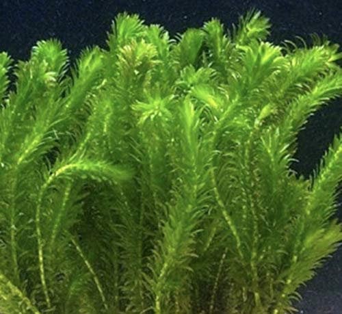 SB 15 x Elodea densa live pond weed aquarium plant coldwater tropical oxygen egeria