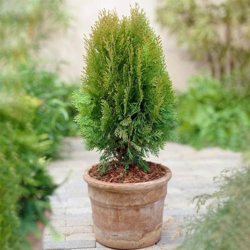 60pieces Green Thuja Plant Seeds
