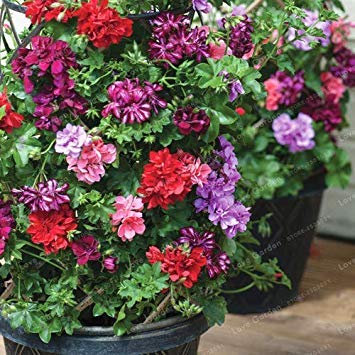 Potseed . Arrampicata Geranio raro Vaso di Fiori Cortile Balcone Impianto all'aperto per Il Giardino Domestico di 100 pc/Bag: 5