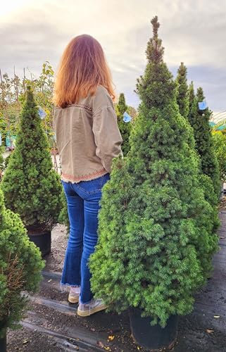 POWERS TO FLOWERS - PICEA GLAUCA CONICA, ALBERO DI NATALE, altezza 150cm, pianta vera