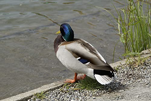 hansepuzzle 36507 - Ente Puzzle 2000 Teile - Tierwelt Motiv mit hochwertiger Aufbewahrung: Kartonbox und wiederverschließbarem Beutel - Format 90 × 60 cm