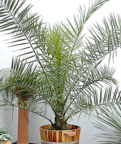 Portal Cool Pianta perenne delle piante della palma da datteri delle canarie (Phoenix Canariensis) dei semi