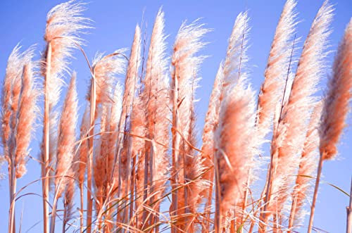 Pampas Grass | Cortaderia Pink | Supplied at 40-50cm in Height, 10cm Pot | Garden Plant