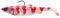 Savage Gear 4D Herring Big Shad - Gummifisch, Farbe:Rosefish, Länge/Gewicht:32cm / 560g