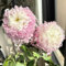 semi di crisantemo resistenti - piante esotiche da giardino resistenti semi di piante tappezzanti per balconi piante in vaso rialzate da giardino resistenti semi di fiori resistenti 50pcs