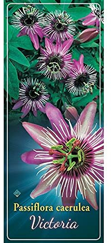 Passionsblume Passiflora Victoria – ca. 30 cm | Exotische Kletterpflanze | Mehrjährig, Blühfreudig & Winterhart – Perfekt für Garten, Balkon & Terrasse