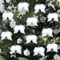 5 Pcs White Feather Christmas Decorations Angel Vintage White Feather Wing Ornament for Christmas Party Xmas Tree Decoration DIY Craft