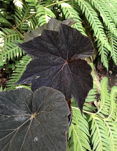 Begonia Dark Side of The Moon | Houseplant | Plug Plant