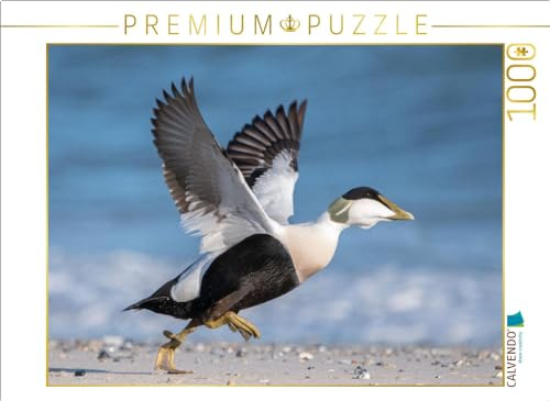 CALVENDO Puzzle Eiderente (Eider Duck) | 1000 Teile Lege-Größe 64 x 48 cm Foto-Puzzle für glückliche Stunden