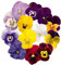 Graines de fleurs de pensée 30+ organique facile à cultiver alto Johnny Jump Up alto tricolore couleurs mélangées plante pour la maison jardin jardin extérieur plantation ferme