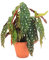 Begonia Maculata con Maceta de Cerámica DECOALIVE Planta de Interior Natural