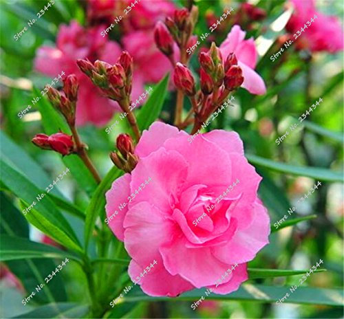130pcs/Bag Semi Oleander Rare Multicolor Blooming L Bonsai in Vase Flower Ornamental Tree of The Plan A Garden Decor