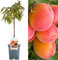 Terrassenobstbaumkollektion | Verschiedene Früchte | Ideal für kleine Gärten | 2-3ft