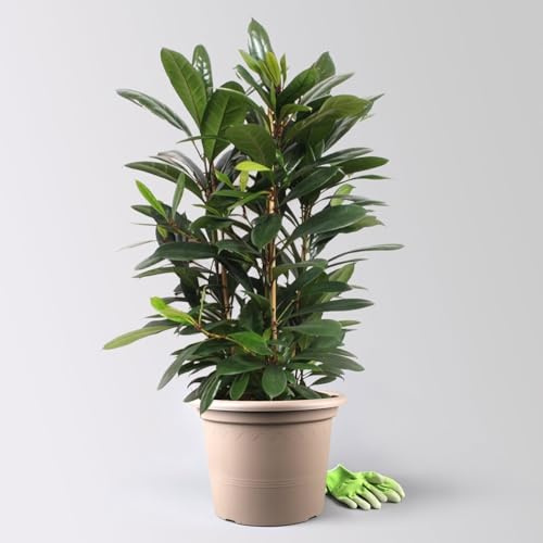 Ficus cyathistipula, Tuff, Topf-Ø 34 cm, Höhe ca. 120 cm