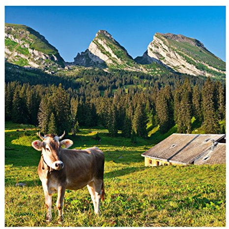 Vliestapete Premium - Schweizer Almwiese mit Kuh - Fototapete Quadrat Vlies Tapete Wandtapete Wandbild Foto 3D Fototapete, Größe HxB: 192cm x 192cm