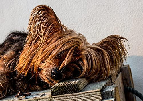 HANSEPUZZLE 34708 - Yorkshire Terrier Puzzle 260 Teile | Tierwelt Puzzle mit hochwertiger Puzzle Aufbewahrung: Kartonbox und wiederverschließbarem Beutel | Puzzle-Maße: 41 x 28,7 cm
