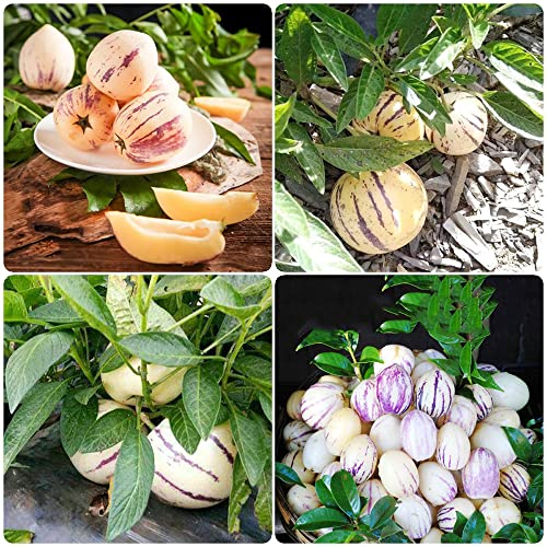 birnenmelone pepino - melonenbirne pflanze kaufen samen - Seltene Pflanzen serie - melone obst frisch hochbeet balkon bäume saatgut pflanzensamen säulenobstbäume 400 Stück
