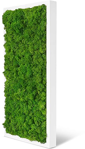 Moosbild Islandmoos - Pflanzenbild Vollholz-Rahmen - XXL - Weiß | 60 x 30 cm