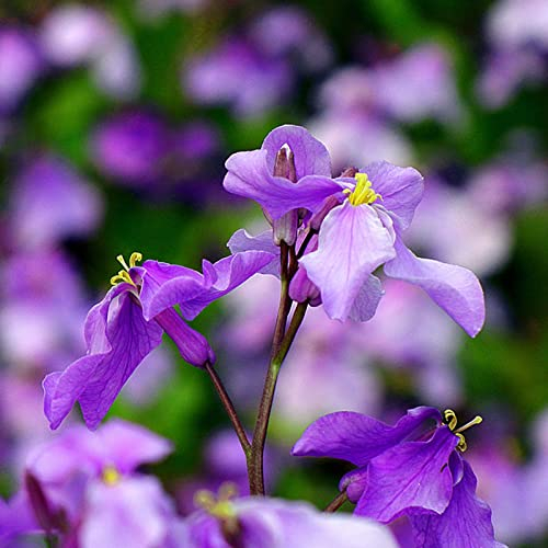 WmHeoo2077 Samen saatgut winterhart mehrjährig,Garden Februar Orchideensamen, Blumen im Freien Pflanzen, Februarorchidee, 500 g,Blumensamen für Bienen