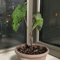 30 pcs Riesen Elefantenohr Samen bonsai samen balkon pflanze Colocasia Gigantea, Leucocasia gigantea, pflanztöpfe kübelpflanzen winterhart mehrjährig deko büro garden pflanzen winterharte