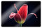 Glasbild Tulpen Foto Wandbild Frühling Natur Wanddeko + Wandhalterung Fotografie Grønkjær First Tulip 60x40cm