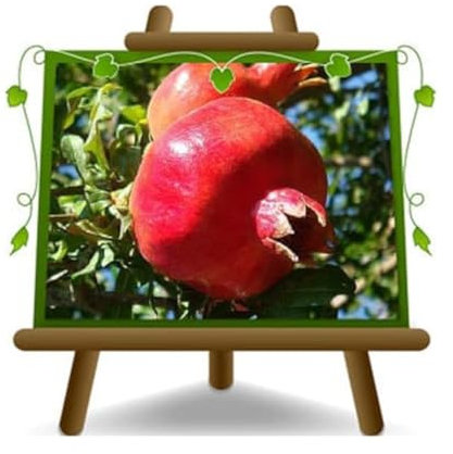 EURO PLANTS VIVAI Melograno Acco 128 Pianta da Frutto su Vaso ø 26 cm - Altezza 170~200 cm - Età 4 Anni