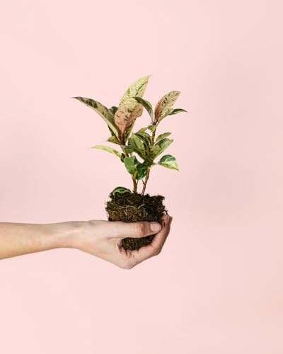 PUR PLANT Ficus Shivereana Variegata Mini | Planta Natural Variegada de Interior | Ficus Tropical Decorativo | Maceta Ø6 cm aprox.