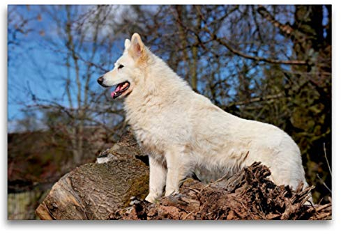 Premium Textil-Leinwand 120 x 80 cm Quer-Format Weißer Schweizer Schäferhund, Leinwanddruck von SiSta-Tierfoto