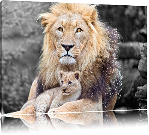 Pixxprint prächtiger Löwe kuschelt mit Jungtier B&W, Größe: 60x40cm, Leinwandbild, fertig gespannt, Wandbild, Dekoration, Kunstdruck, kein Poster