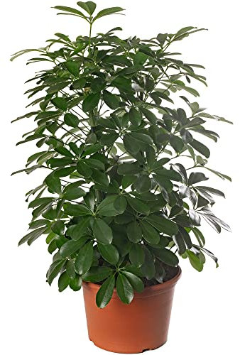 Schefflera Nora, pianta d'appartamento grande, vera sempreverde esotica e rara.