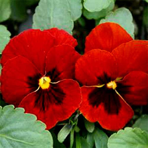Semi Viola del pensiero - Viola svizzeri gigante rossa - Nessun giardino è completo senza rosso Viola del pensiero (300)