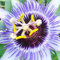 GardenersDream Passiflora Damsels Delight Plant in Pot - Evergreen Climber with Passion Flowers - Garden Ready Outdoor Plant for Containers, Walls, Trellises and Fences (9cm Pot, 20-30cm)