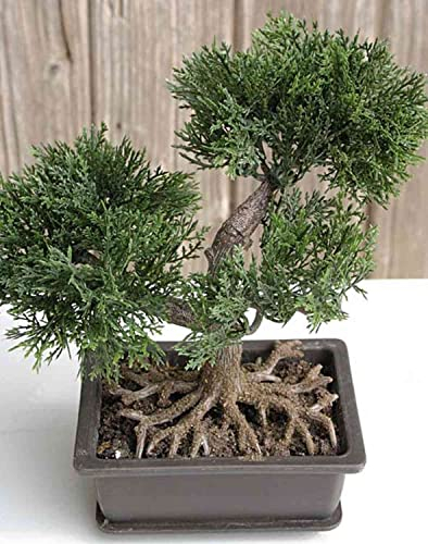 artplants.de Kunst Bonsai Zeder ALVARI mit Wurzeln, in Dekoschale, 20cm - Künstlicher Bonsai