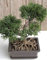 artplants.de Kunst Bonsai Zeder ALVARI mit Wurzeln, in Dekoschale, 20cm - Künstlicher Bonsai