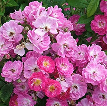 SVI Miniature Rose Mix ~ Angel Wings Rosa Chinensis 10 Semillas de arbusto perenne!
