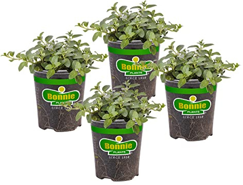 Bonnie Plants Peppermint Live Edible Aromatic Herb Plant - 4 Pack, Pet Friendly, Low Light, Part Shade