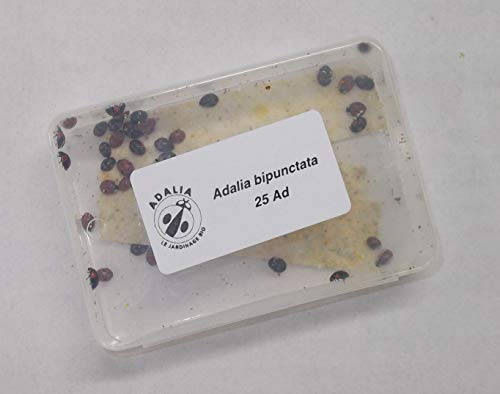 25 x Live Adult Ladybirds - Natural pest Control for aphids, mealy bug, whitefly, spider mites and more.