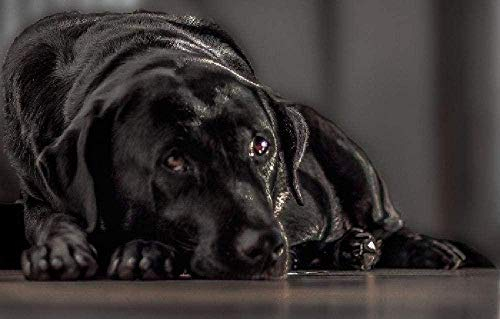 Jigsaw Puzzle 1000 Pieces of Wooden Puzzle Paint by Numbers Black Labrador Dog DIY Unique Modern Gift Home Decor Art