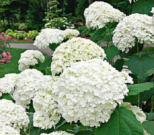 Hydrangea Arborescens Bianco Fiore 15 Semi Big Blooming arbusto perenne