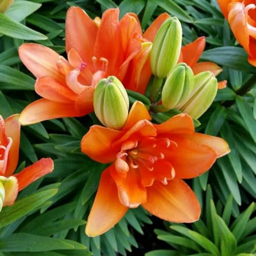 Lilien zwiebeln Extrem kältebeständig Lilienzwiebeln Leuchtende Farben lilium asiaticum Pflanzen