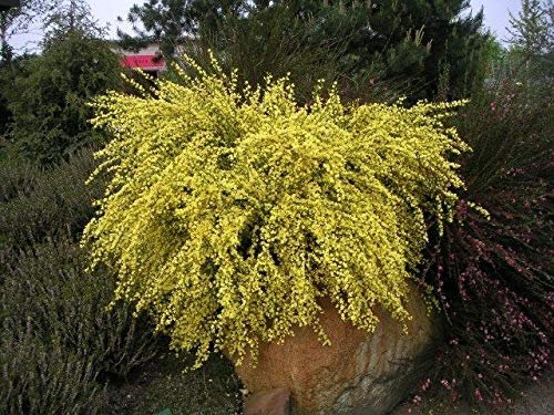 1 Ginestra Pianta - Cytisus X praecox 'All Gold' impianto Nella vaso 9cm, fiori gialli