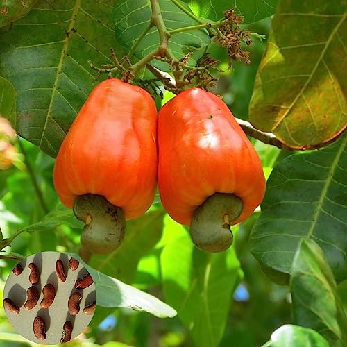 5 Stück Cashewnusssamen, köstliche tropische Obstbaum-Garten-Hinterhof-Bauernhof-Pflanze, Blumen-Obstbaum-Gemüsesamen Cashewnüsse Samen