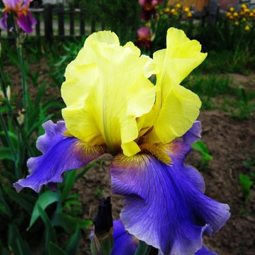 9 pcs zwiebeln schwertlilien winterhart - zwiebeln bodendecker pflanzen winterhart,Iris tectorum,schwertlilie ausgefallene geschenke blumendeko praktische geschenke frühlingsblumen